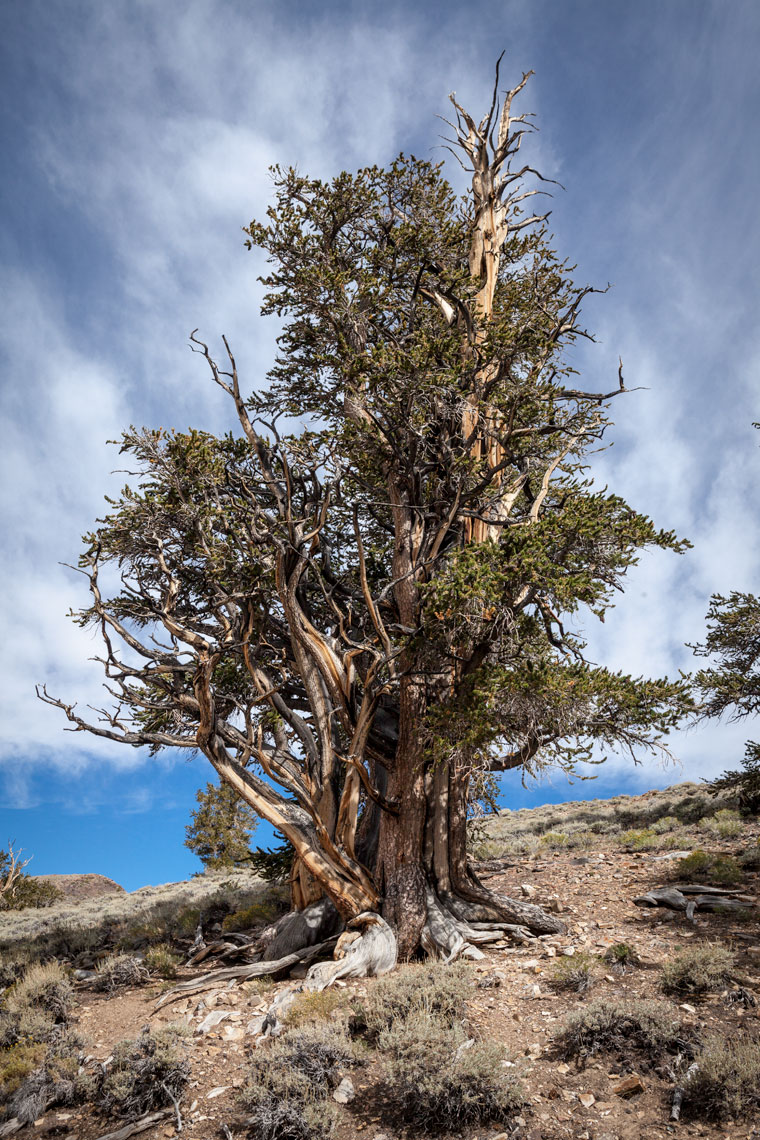 Bristlecone Pines in the White Mountains near Big Pine, CA