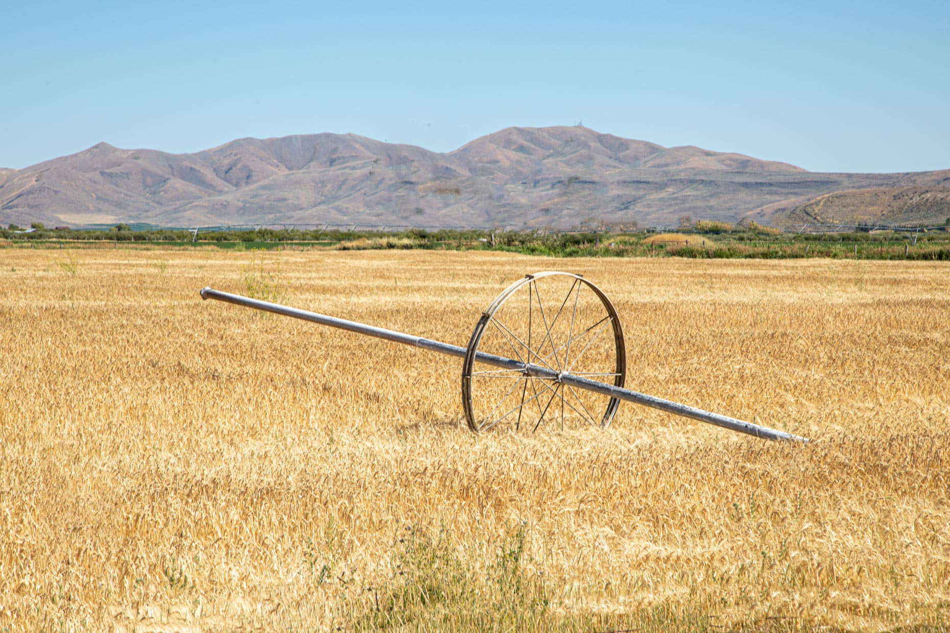 Abandoned Irrigation Equipment in Wheat