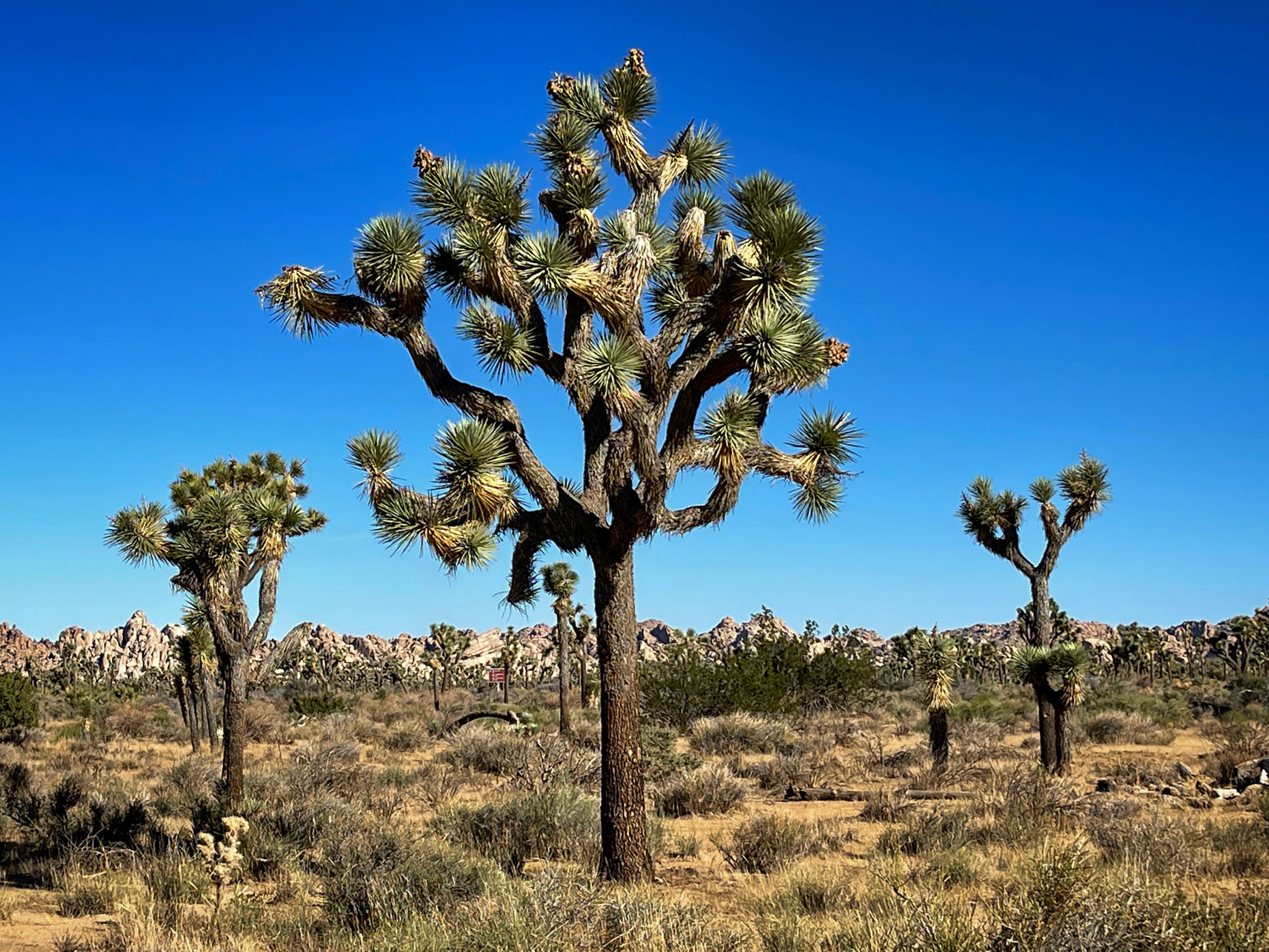 Joshua Trees and Rocks