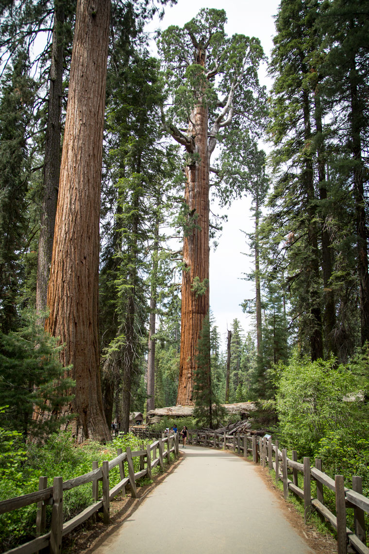 Sequoia tree at Kings Canyon