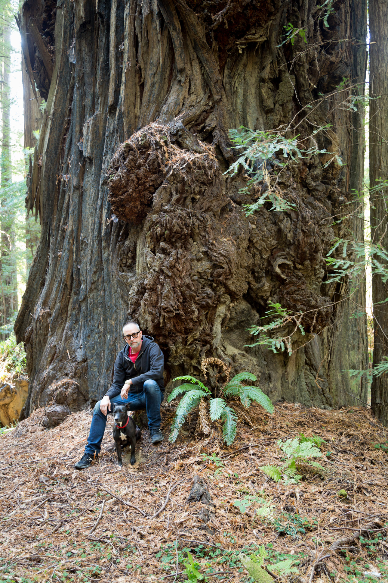 Man and dog with redwood tree