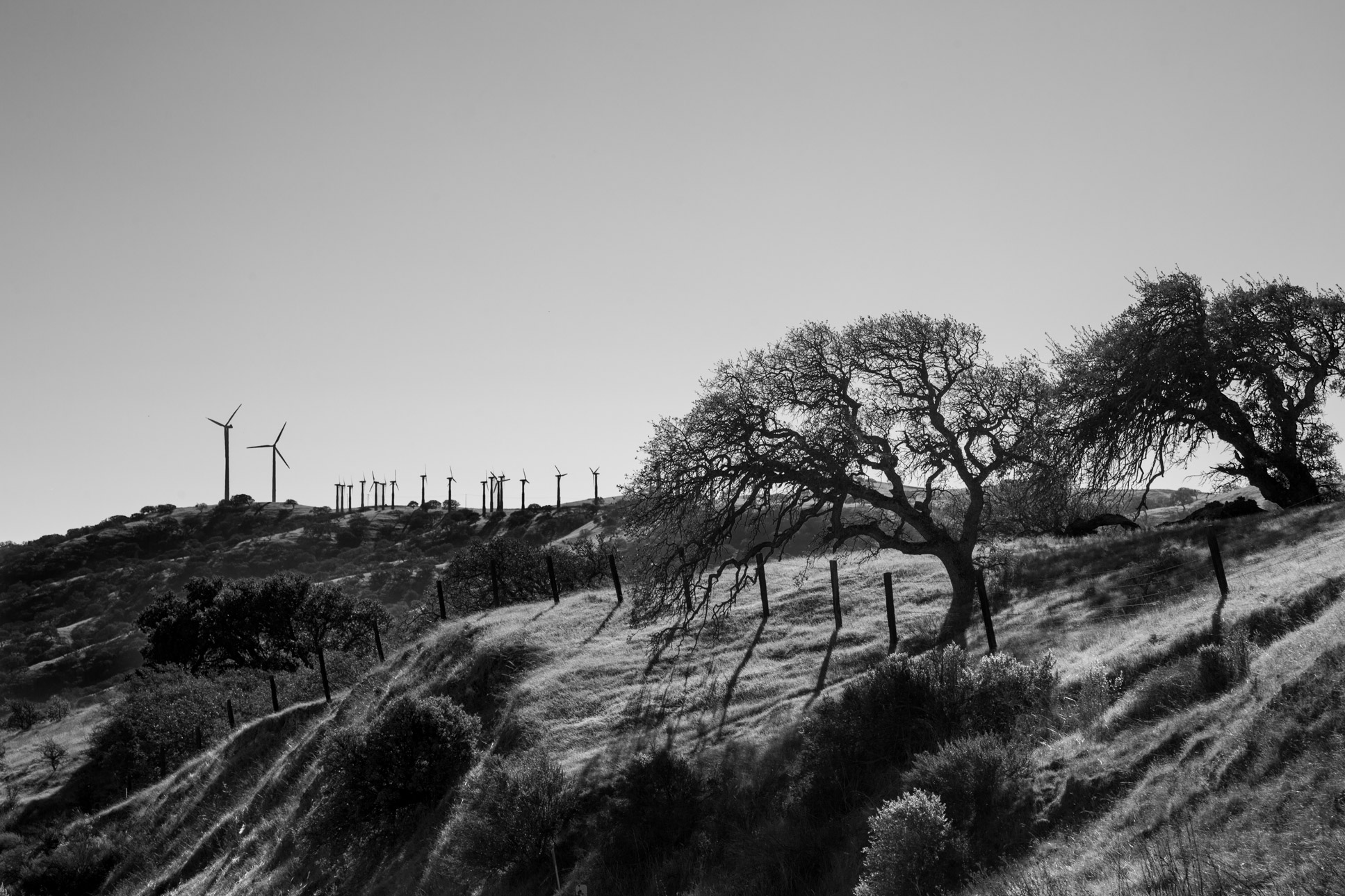 Windmills and Trees