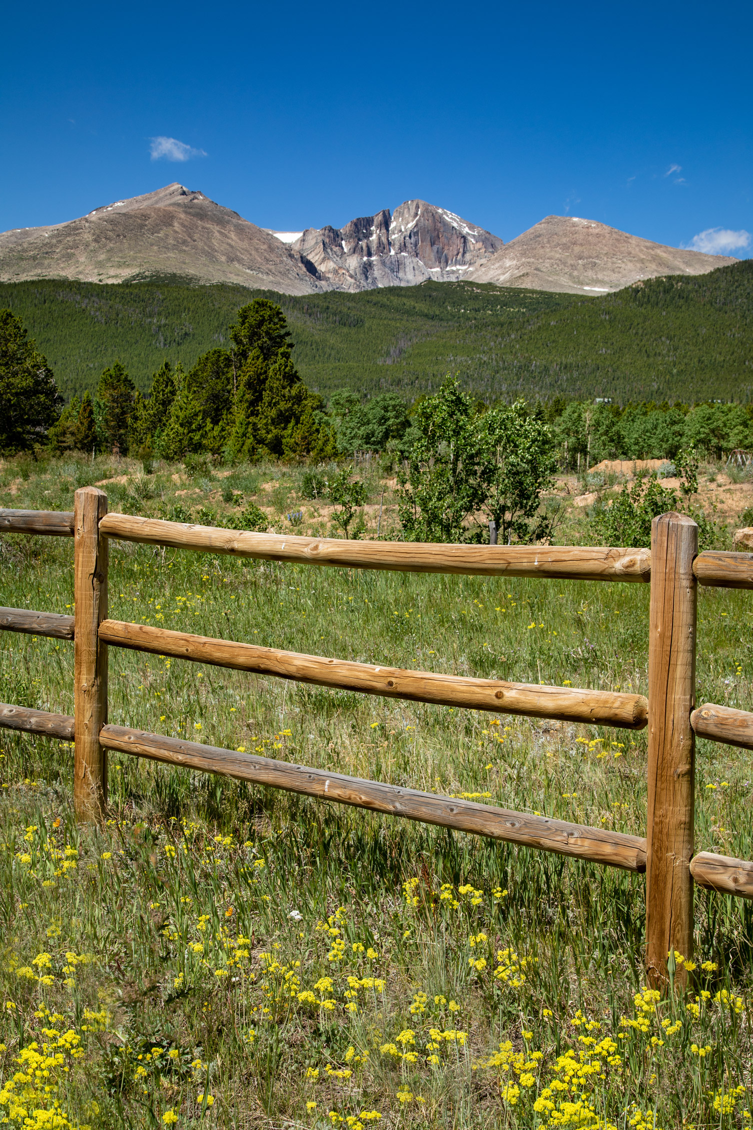 Wildflowers and Longs Peak in Colorado
