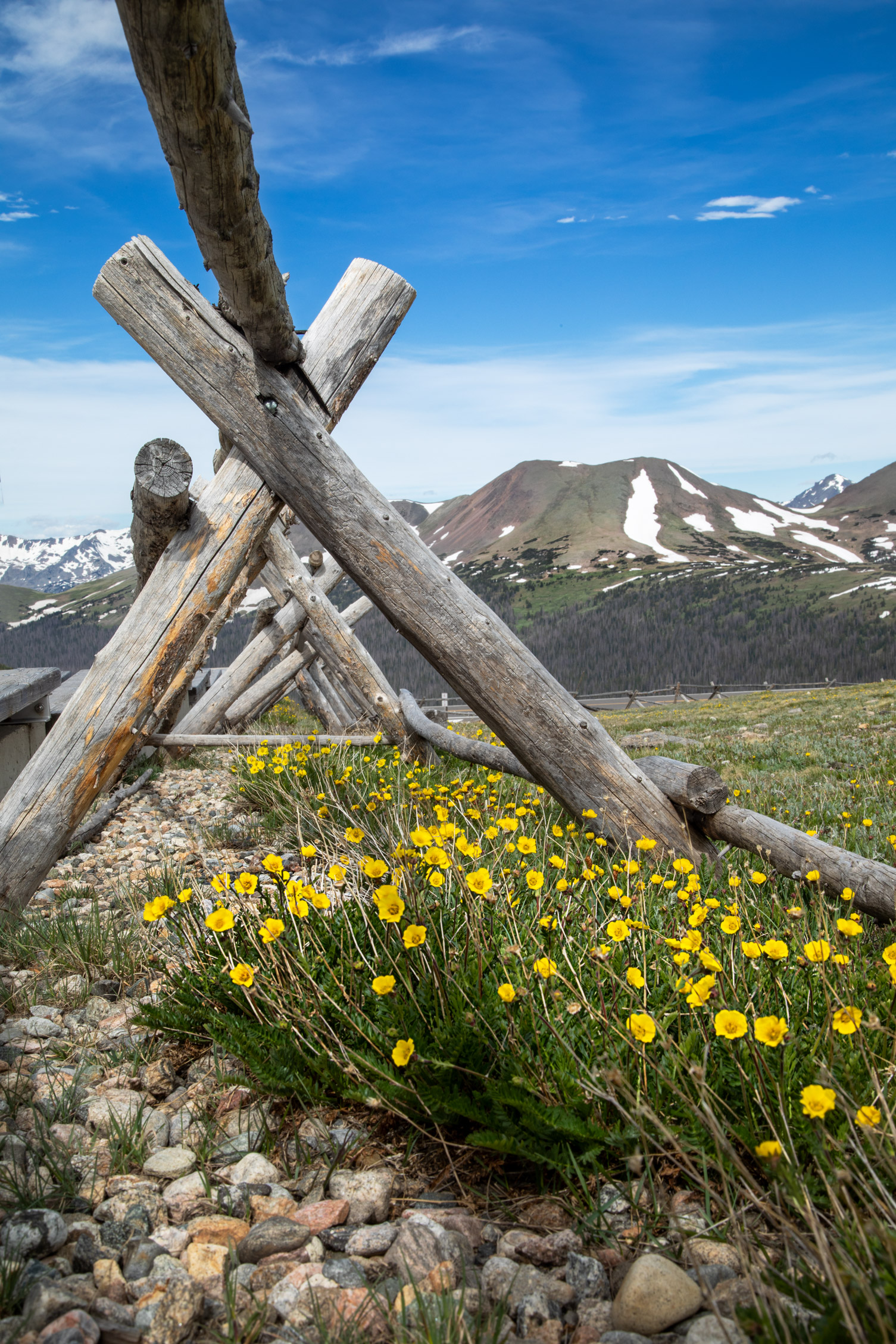 Wildflowers_Rocky_Mountain_National_Park_20C9282